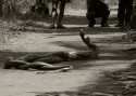 Today morning I witnessed a very rare event- King Cobra mating.
While going through those images I suddenly got struck at this image by remembering Ganesh' article
( http://naturelyrics.com/blog/creative-artistic-nature-photography/bandhavgarh-national-park-india-in-search-of-tigers/  )

Waiting for your views and commemts.