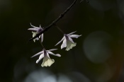 some orchids from Manas National Park