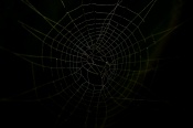 I have made this image around a year ago.  I have forgotten the lighting conditions. What attracted me in this is the design that the spider has created. It almost looks like a perfect design with symmetry all over, but the emphasis is on almost. It looks like the spider is capable of designing a 'perfect' looking web, but it has ignored it and chose to break it!!

As always waiting for your views and critiques.