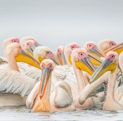 Rosy Pelicans, Bharatpur.