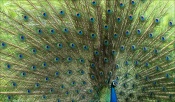 The purpose of this image is not to conclude 'peacock is beautiful' which is tautological in a naive sense. The purpose is to ponder over the beauty of the 'beautiful'. 

The image is a typical example for what the word 'beauty' we associate with - visual aesthetics related to symmetry, color combinations, harmonious forms, shapes and so on. No doubt it is 'beautiful' to human senses. What puzzles me is, this is 'beautiful' (probably more 'beautiful') to a peahen!! Do we share the similar sense of 'beauty' with peacocks and with other life forms in the nature? Is the concept of visual beauty universal, beyond human species with similar aesthetics? If so why so? What is its source within Nature? I am sure there must be something deeper to 'beauty' than what is visually apparent to us.

That is the beauty of the 'beautiful' I am referring to here.

In a related note, this reminds me of the two videos I shared earlier by two Noble laureates.

[youtube]bGoz3ALCF6Y[/youtube]

[youtube]q_1ApbLzJAg[/youtube]

PS: Will be off net for a week.