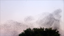 Last couple of weeks have been fantastic! CNP meeting at Nalsarovar, Gujarat has been very memorable, thanks to Nevil, Jayesh and Ghanshyam who made this possible.

I thought of sharing this image (murmuration of rosy starlings) before leaving for another long photo trip in couple of days.