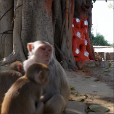 [url=https://en.wikipedia.org/wiki/Hanuman]Hanuman[/url]

More here - Beliefs and Conservation

[album]20440[/album]