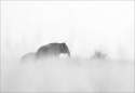 I made this image at Corbet National Park. Elephant and its cub  in the grassland  (what they call "chaur") of Dhikala. I left it a bit unsharp to retain the mood it seem to evoke for my taste buds. I kind of like the undefined edges due to out of focus grass in the front  and hidden young one. Thanks for your views.
