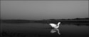 Made this image today - an egret ready to take off at TG Halli near Bangalore. Got this perspective using a wide angle at close range using an infrared camera trigger. Normally I do manual metering often using an external light meter for exposure accuracy when my eyes are behind the view finder. I switch to auto exposure modes when I use remote triggers. Though I dialled in about -0.7stop compensation egret ended up getting over exposed. It is difficult to handle over exposed whites in color than in B&W so converted it into B&W. Thanks to Pramod for his help in setting the trigger - it takes good amount time and patience. 

Thanks for your views..
