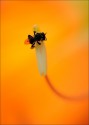 I was away for a few days. Made this image during last week end - honey bee on the stigma of a lily flower. The lily flower is back lit using a warm flash light from back side to get intense colors. Thanks for your views..