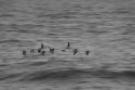 While driving through the coastal highway of Gujarat, saw this lovely bunch of birds enjoying their evening near Dwarka. We stayed there for few minutes when I made this image. Kindly give your views to this image to improve it further.