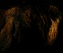 I made this image during my last visit to Gir in March 2010. I am always very very thankful to Nirav, Yogendrabhai, Motabhai, Lalit, Bharat for all my lion images from this trip.
I have deliberately under exposed this image to create an abstract. 
Kindly give your views on this image to improve it further.

Wish you a Great Diwali.
Regards
