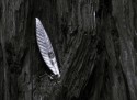 Hi All,

Was trying to get that "Silvery" look?  C and C Welcome 

This is small leaf was cocooned in a Giant Redwood Tree. The contrast, Physical and light, attracted me