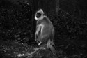 Hi
Have always loved the tones that show up for a Hunaman Langur in B n W ( example MY Gorphade pics) My best attempt so far. C and C welcome 
BR Rajkumar