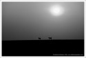 While waiting for the sun to go down and get some shilloute images of the wild asses on the Rann, I composed this image and liked the monochrome conversion better.