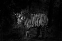 Not too sure whether this image fits here in this forum, but taking a chance to learn some lessons on Photoshop  from you guys :)

This is an old image from my trip to Bandhavgarh...The natural spotlight effect  was enhanced in PP ...

Thanks in advance for critics & suggestions....