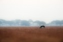 What is creative about this ? The posture of blackbuck in the moody grassland echoes a [i]vocal silence[/i] in my mind.