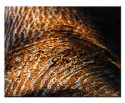 An Image of Tree bark.. The resemblance to the tiger skin, derived the title Treegress... Hope it fits...

Thanks for your clicks and views...


Thanks,
Raghu