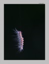 Made this image in munnar,last year. Apart from C & C if someone can provide more info.on this 
hanging catterpillar..............