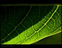 Amazed to see one aspect of Nature 'the lively light' revealing the beautiful details of another form of Nature. 

A Backlit photo in full sun.

There was a tiny over-exposed portion of another leaf in the bottom right of the frame, I have eliminated it using clone tool.