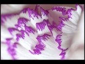 This is a close up image of Purple and White Carnation flower. 

The combination of pleasing White and dashing Purple sets the imagination in capturing the mood that reflects the state of creative mind.