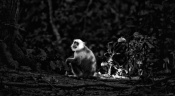 Made this image when I saw this langur in a meditative state with light falling on it under a dark canopy. Thanks for your comments and critiques.