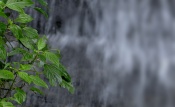 Made this image one morning in a shola. I liked the fresh green leaves with water in the bg.
