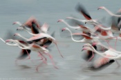 The flamingos when start running for taking off, its  a sight to see.
The clutter of flock, the rush of the moment and slow shutter to record the chaos.