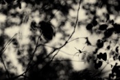 This giant wood spider was hanging amidst thick branches. Tried to portray it's world. As always waiting for your views.