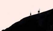 The Langurs were retreating to their adobes at sunset, I thought a silhouette best represents the mood. Would like to know your comments and critiques.