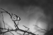 The word "paradise" came to my mind when I saw this beautiful butterfly resting on the dry twigs in the corner. It was an easy shot, but it was like seeing beyond the sight.