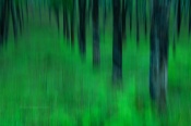 An abstract forest-scape that I took a couple of months back during my visit to Wayanad district, Kerala.

It's my first post on CNP, thanks to CNP staff for creating my CNP account.

Sandip