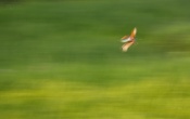 This is my first image here on this esteemed forum. This shot is accidental but the thought behind the shot was not. I was trying to click the kingfisher in flight by panning it. Honestly speaking, I didn't envision my shot beforehand. When I saw it on my laptop screen, I liked the instantly. Please let me know what you think of this shot. 

Exif: Canon1000D | 55-250@250 | f/8 | 1/25 | 0.3eV