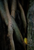Was hoping to convey the sinister drama played out by the Strangler fig by showing the leaf as a victim