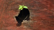 Nature has self sustainability with in, to survive till infinite time on this earth, unless we prohibit the chances.  
Here is the example where we can see the plant emerging out of the cut wooden bark near the forest area.