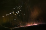 these are Hanging crane flies during mating suspended to web strand above the tent web spider's web which is lit up by early morning sunlight. It reminds me of a famous Trapeze art performance in french circus.

looking forward for your views :)


regards,
Pratik