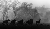 A dramatic formation of background by trees & mist morning which created magical moment but unless the presence of Nilgai"s it was lifeless.