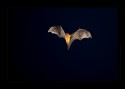 Couple of months back I had an opportunity to make some images of bats at night. One of them I posted earlier [url=http://www.creativenaturephotography.net/forum/phpBB3_0_1/gallery/image_page.php?album_id=1&image_id=839][b]here[/b][/url]. I returned back yesterday after couple of weeks of vacation near Western Ghats regions. During last week of December I again spent a week photographying flying bats at night. A few things changed for good and few towards bad this time.  The bad thing being it was getting quite dark around 6:30pm itself (about 10-15min earlier compared to what it used to be during Oct). It meant a lot for AF performance and my opportunity window to photograph them for everyday got reduced.  Another bad thing being bats did not change their time ! Good thing this time however being, I had D700 with much better noise performance compared to D300 which I used earlier.  I also learnt some lessons during last sessions about the use of flash and limitations I was living with. Recycle time of one such issue. I took care of some of them. This time I also tried some closer perspectives. Here is one such. 

Image details - Nikon D700, Nikon 70-200mm AF-S f2.8, manual exposure - f2.8,  1/80s at ISO 1000, SB-800, 98% failures, a few acceptable ones from 1 week experiments, about 10 minutes each day. 
  

Here again the image is far from perfect for my taste - flash light creates glowing eyes  - not sure how to get that eliminated. If you know a solution please let me know. Details are not as good compared to details that we see in flight images of birds made during day time thanks to low light and exposure accuracy. Exposure meter always screamed under exposure. AF-assist lights will not help since bats seem to take different route the moment they see some continuous source of light.  No, I am not planning on buying 200mm f2 lens for this purpose :)

Thanks for your views..