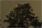 After my childhood i seen this phenomena one more time..the lots of firefly is blinking on a tree. its something like natural lightning.i take ten shots and merged in a single frame.
Critique welcome..