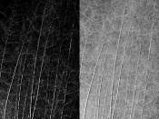 A diptych. Same shot processed differently. Any comments on why it doesn't work is Welcome :)