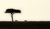 Acacia & Zebras is an attempt to depict the mood of the African Landscape, would appreciate your comments and critiques. Thanks.