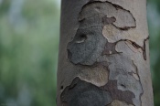 I found this pattern on a tree's bark 8-)