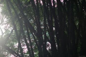 Those are bamboo trees :!: