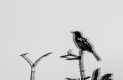 An oriental magpie robin shot in low shutter speed.