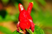[ A flower which looks like an injured bunny from a perspective  8-) ]