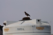 I was on the terrace feeding the pigeons with my parents when I spotted this beautiful common myna. I call this image "Ganga's common myna" because it is on a tank which's company's name was "GANGA"