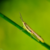 This image was taken with Vihaan. That's why he uploaded an image with the same GrassHopper :!:
