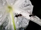 This image was also taken with Vihaan  :lol: . This ant, [in the middle of the frame] was keeping a flower with a lot of raindrops on it as it is its territory!