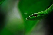 This  Green Vine Snake was captured in my native. It was just taken in front of my house  8-)