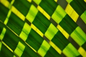 This image was taken a few days ago. these are three palm leaves crisscrossed together.
