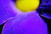 :mrgreen:   (This is pollen on a purple flower!)