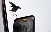 This is a Grey Wagtail. It was captured right in front of my house. There was a truck parked there, and, it was seeing itself in the mirror and playing!  :o I am clicking more images regularly!
