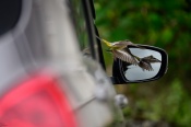This is a Grey Wagtail. It was captured right in front of my house. There was a car parked there, and, it was seeing itself in the mirror and playing! :o I am clicking more images regularly!