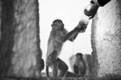 This image was captured in Hampi. We all went to a place called Matanga hill. This monkey stole a bottle from a visitor and pricked a hole in it to drink water, but, it could not drink from it. Our guide lifted the bottle, and made it like a tap. The monkey was very happy to drink from it!